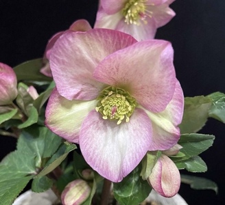 花 クリスマスローズ ロゼッタ 開花株 4.5号 オンライン決済限定