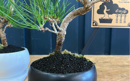 黒松盆栽 / ぼんさい 木[AFBX001] | 福岡県広川町 | ふるさと納税