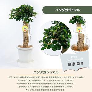2026年1月中旬～発送【観葉植物】パンダガジュマル 75cm～85cm 前園