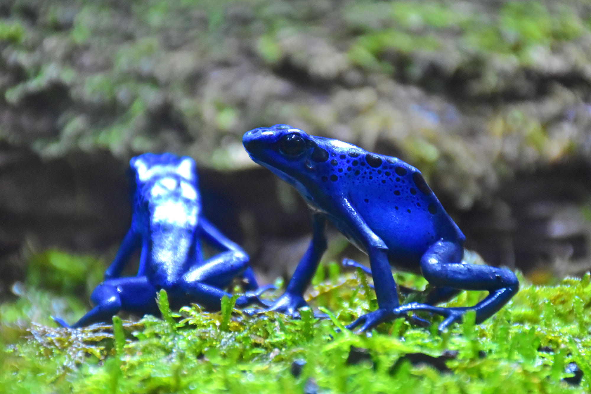 体感型カエル館KawaZoo｜河津町｜動物園｜観光｜chafuka