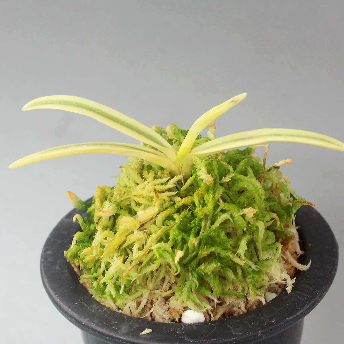 富貴蘭 満月 (25a34) - 「中越植物園オンラインショップ」