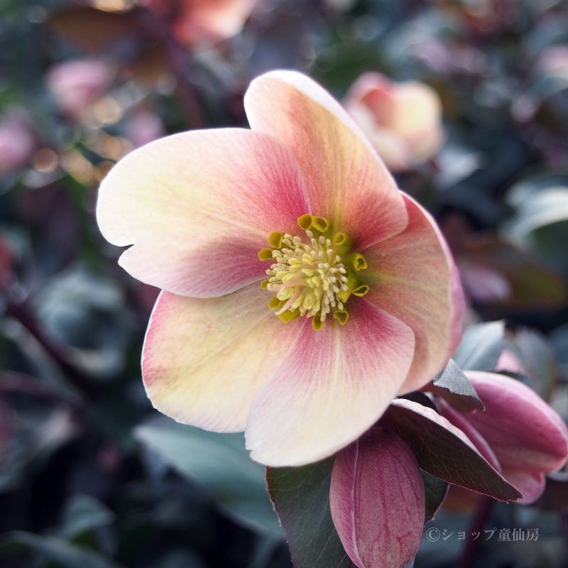 クリスマスローズ,童仙房ナーセリー＆ガーデンのクリスマスローズ,品種