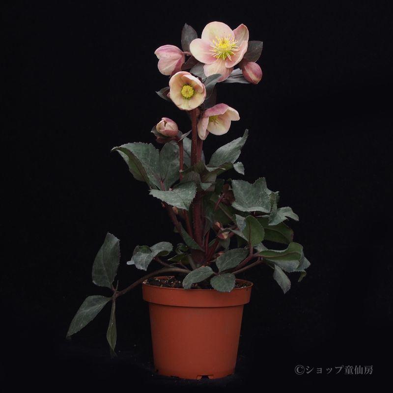 クリスマスローズ,童仙房ナーセリー＆ガーデンのクリスマスローズ,品種