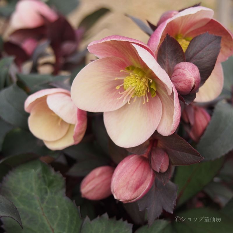 クリスマスローズ,童仙房ナーセリー＆ガーデンのクリスマスローズ,品種