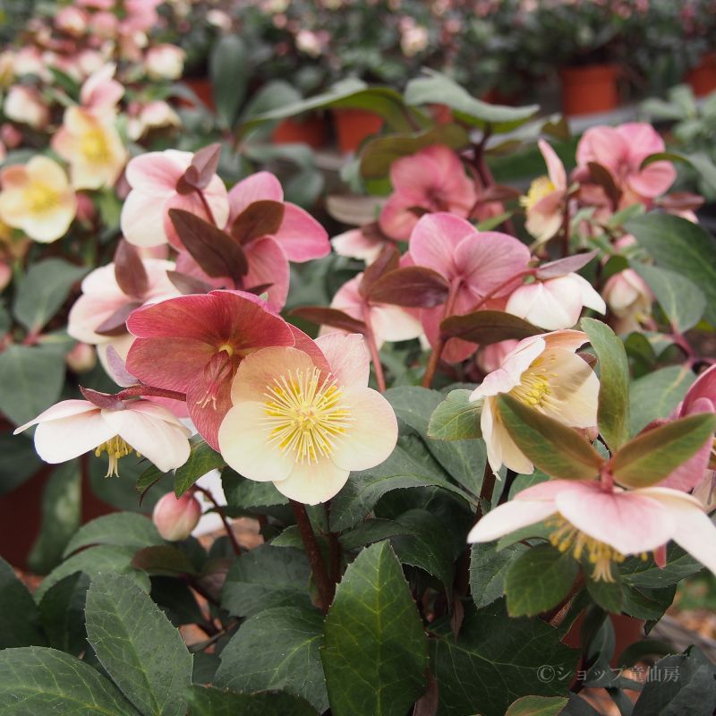 クリスマスローズ,童仙房ナーセリー＆ガーデンのクリスマスローズ