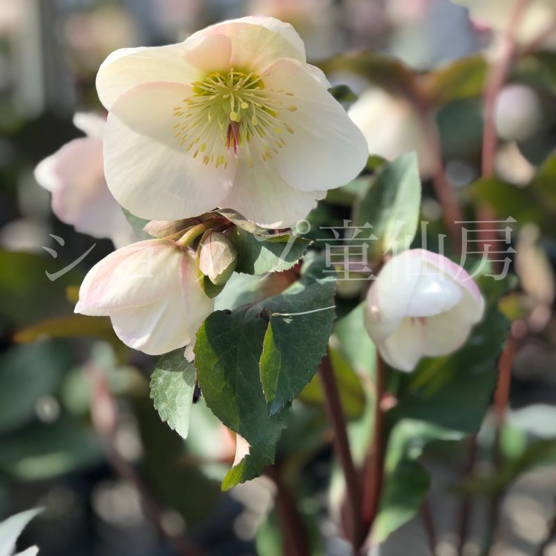 クリスマスローズ,童仙房ナーセリー＆ガーデンのクリスマスローズ,氷の