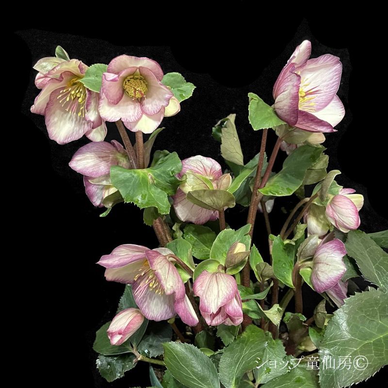 クリスマスローズ,童仙房ナーセリー＆ガーデンのクリスマスローズ,氷の