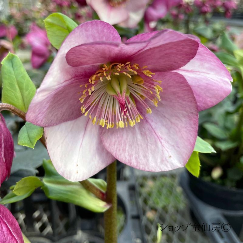 クリスマスローズ,童仙房ナーセリー＆ガーデンのクリスマスローズ,雪の