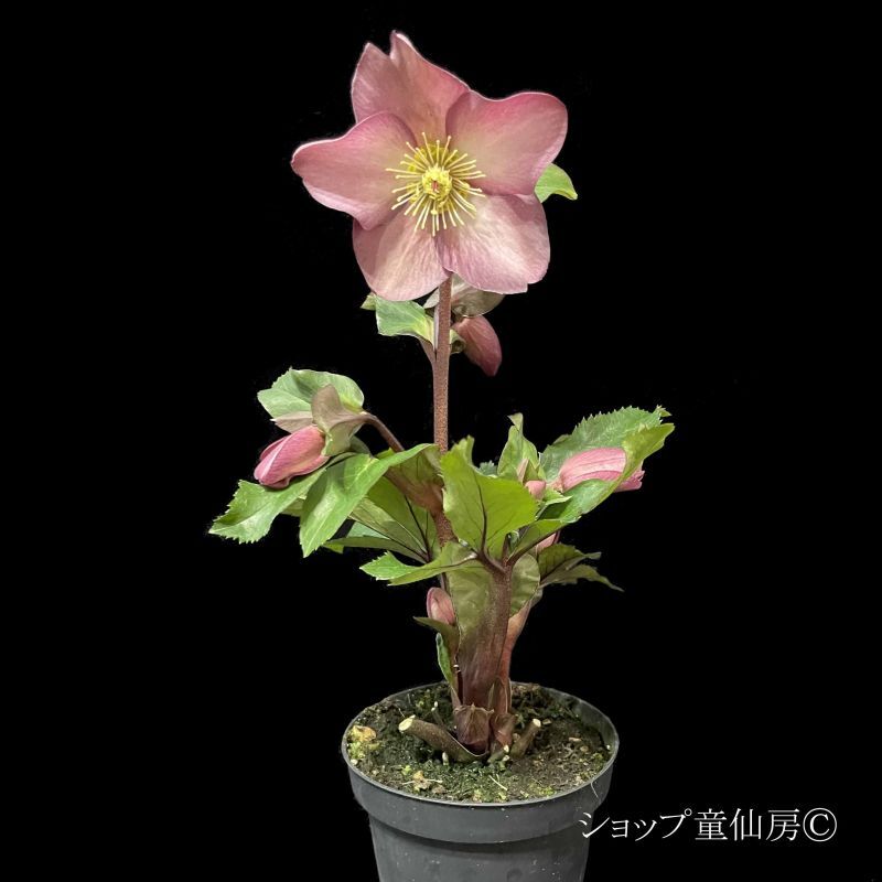 クリスマスローズ,童仙房ナーセリー＆ガーデンのクリスマスローズ,氷の