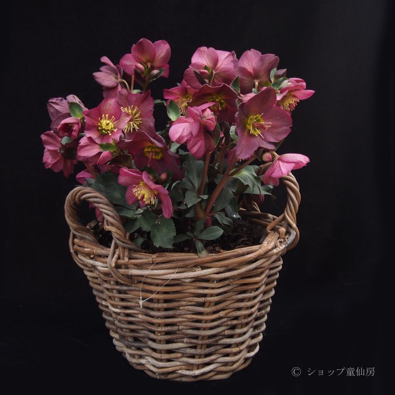 クリスマスローズ寄せ植えギフト,童仙房ナーセリー＆ガーデンの