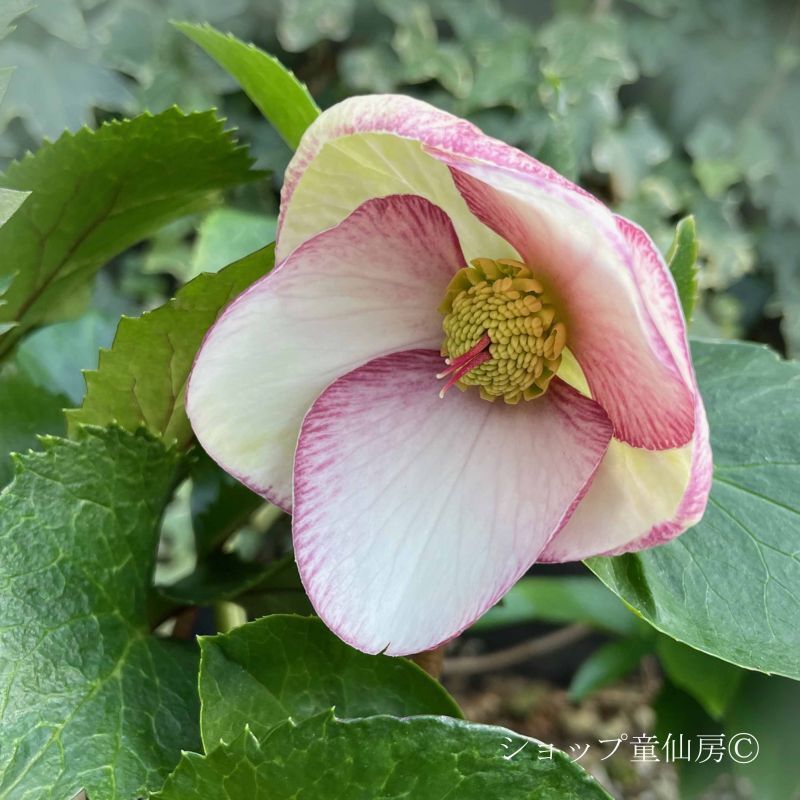 クリスマスローズ,童仙房ナーセリー＆ガーデンのクリスマスローズ,氷の