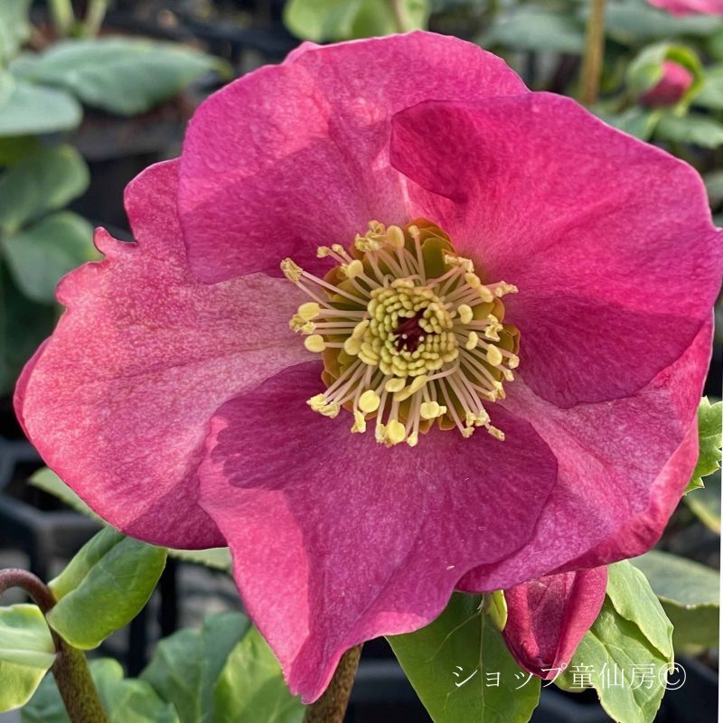 クリスマスローズ,童仙房ナーセリー＆ガーデンのクリスマスローズ,雪の