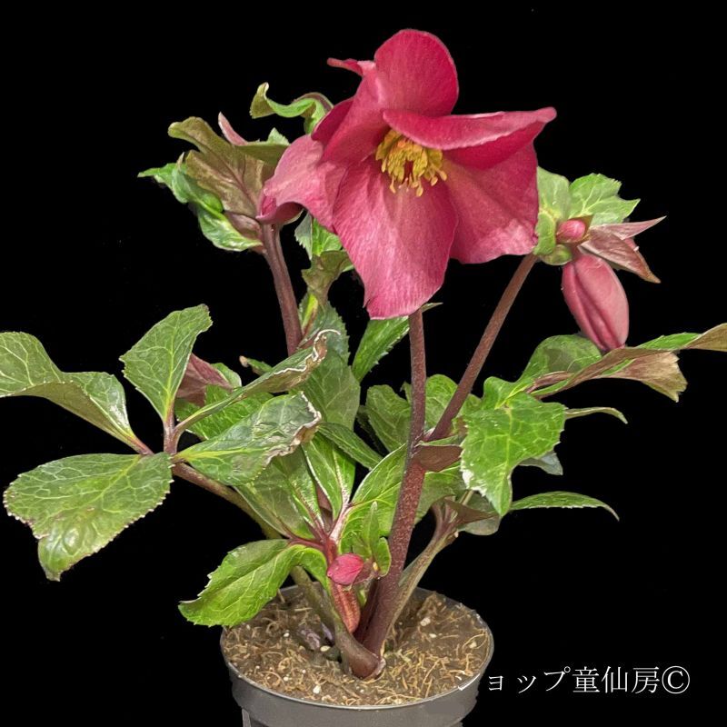 クリスマスローズ,童仙房ナーセリー＆ガーデンのクリスマスローズ,氷の