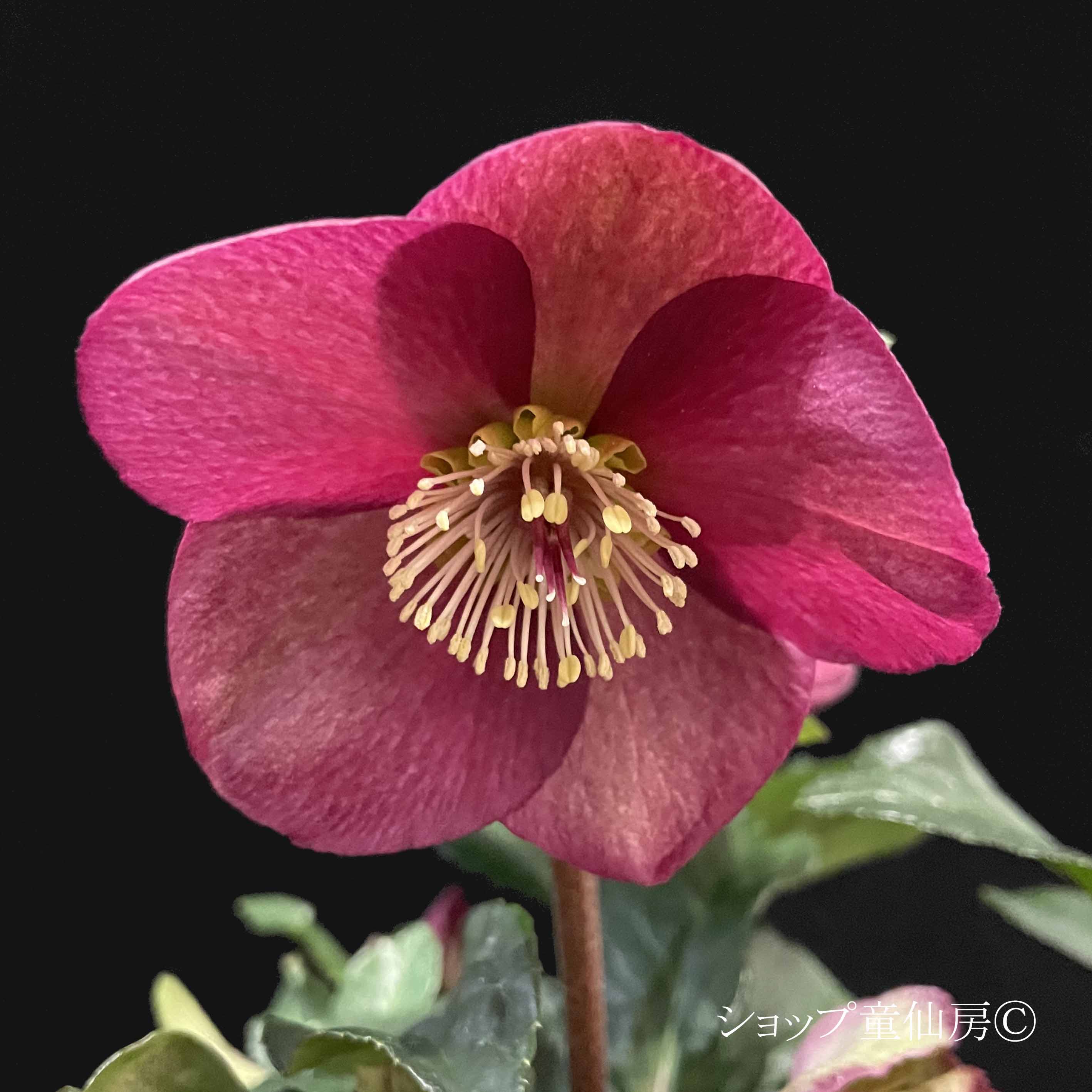 クリスマスローズ,童仙房ナーセリー＆ガーデンのクリスマスローズ,氷の