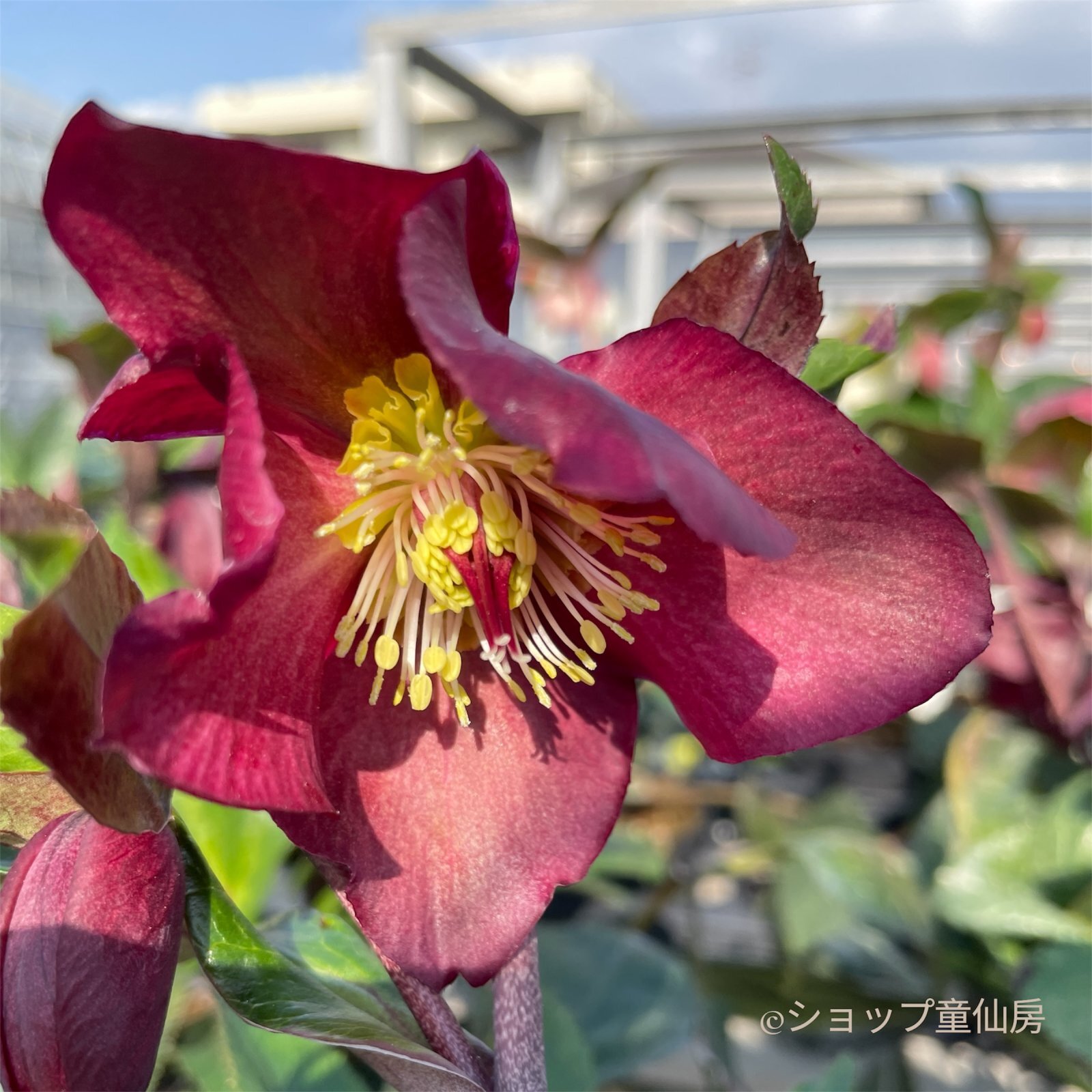 クリスマスローズ,童仙房ナーセリー＆ガーデンのクリスマスローズ,氷の