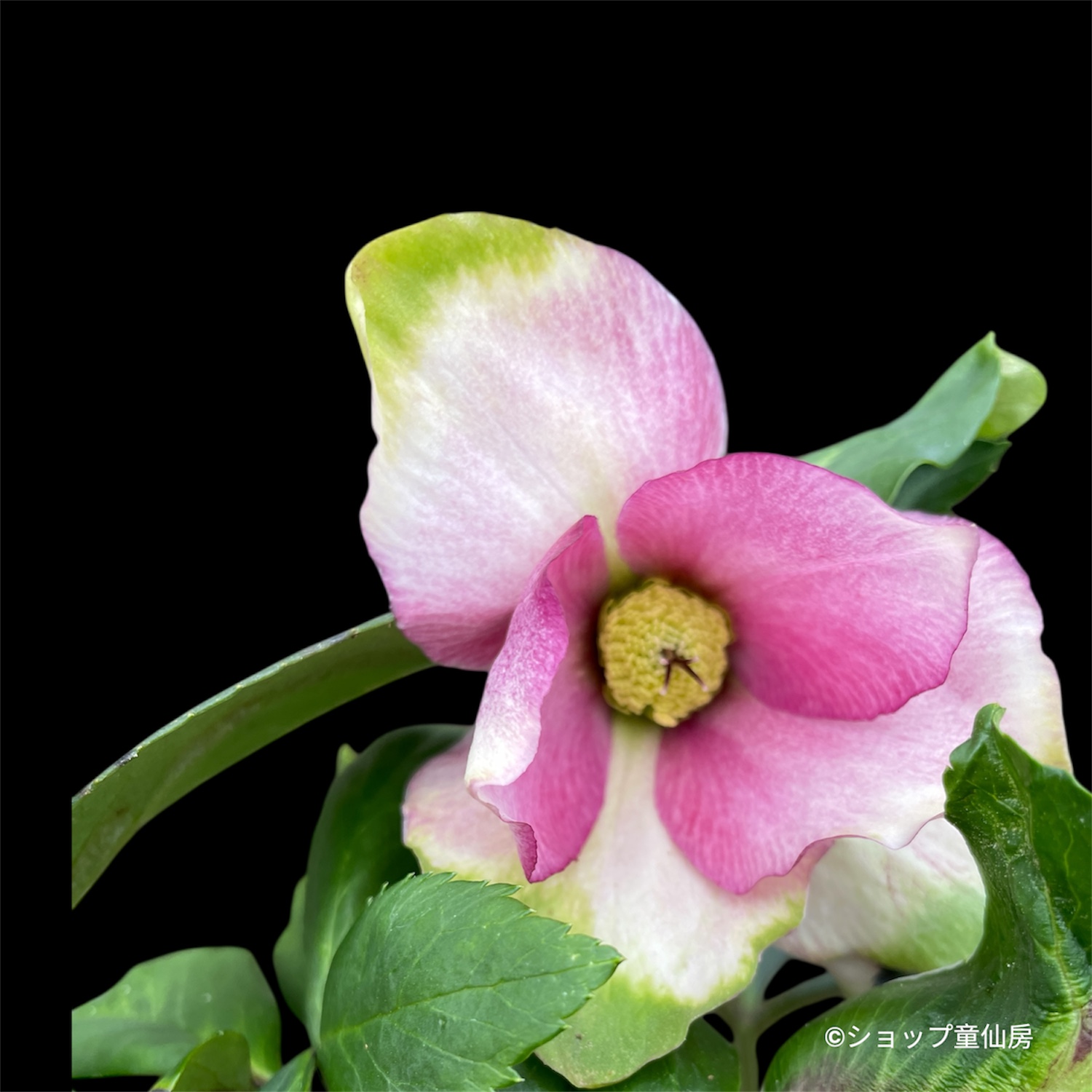 クリスマスローズ,童仙房ナーセリー＆ガーデンのクリスマスローズ,雪の