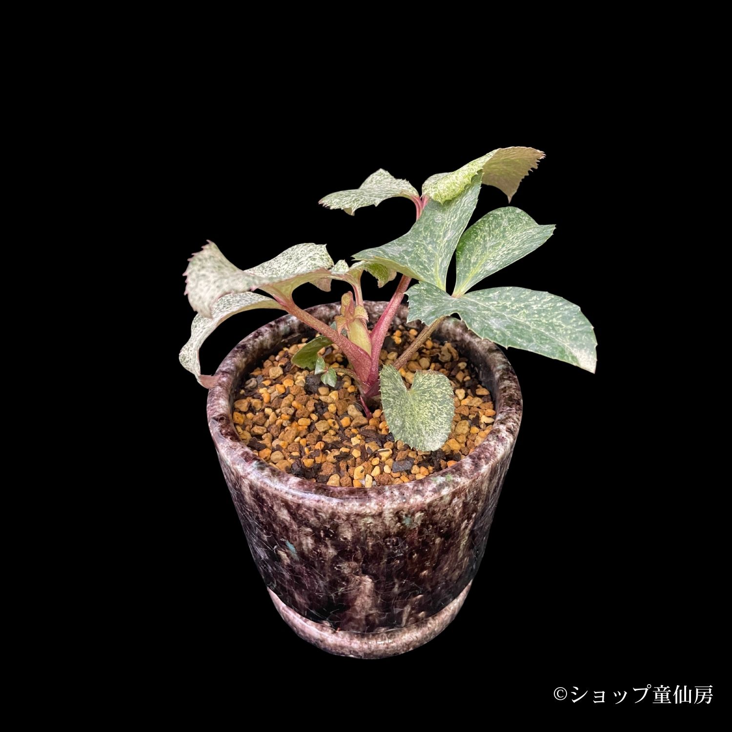 特報コーナー,童仙房ナーセリー＆ガーデンのクリスマスローズ