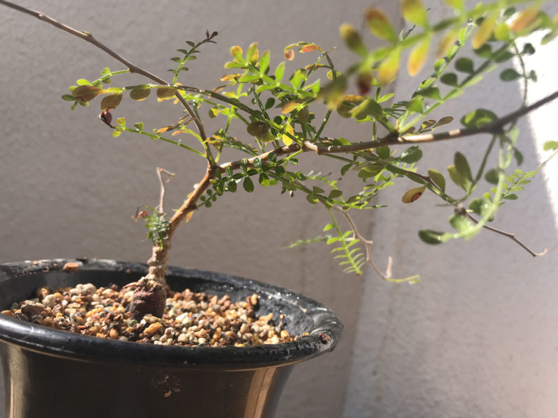 オペルクリカリア・パキプス現地実生苗／育成1年目の経過報告