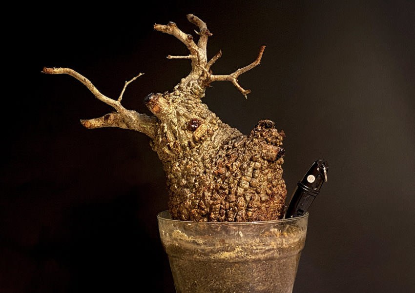 8日目／vol.4】オペルクリカリア・パキプス現地株の発根管理 ｜土耕編