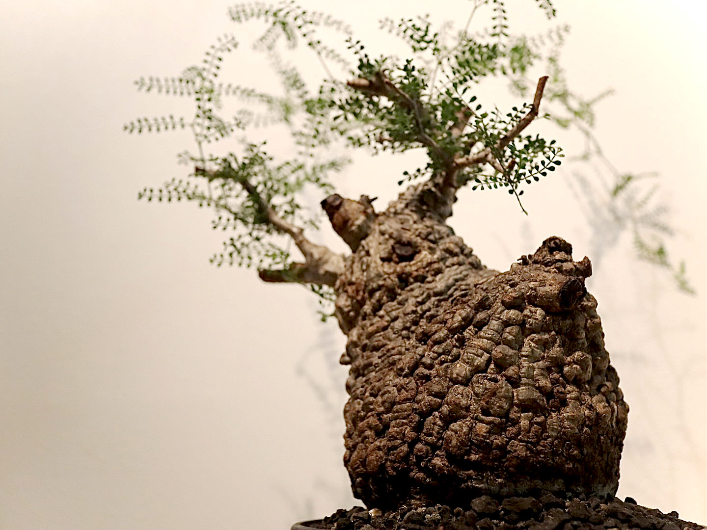 SERIES4】オペルクリカリア・パキプス現地球の発根管理日記