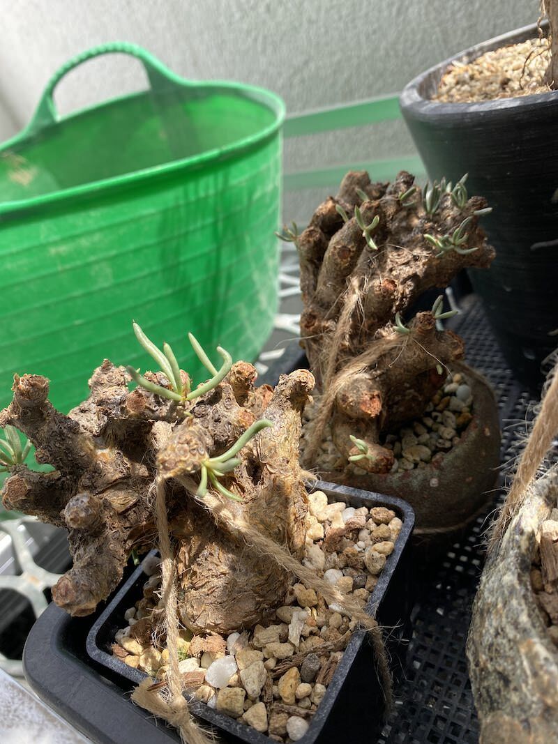 45日目】チレコドン・ペアルソニー Tylecodon pearsonii 現地株の発根管理