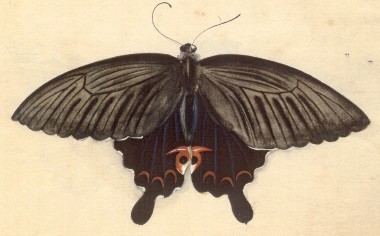 72年前に描かれた手描きの蝶画