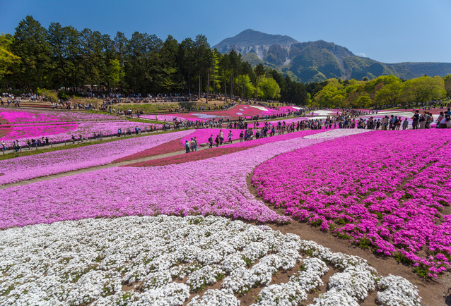 聖地巡礼】あの日見た花の名前を僕達はまだ知らない。その1