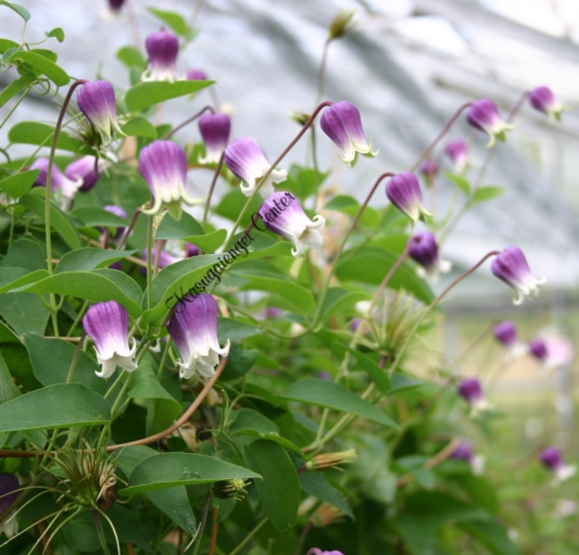 つぼ形クレマチス 商品詳細