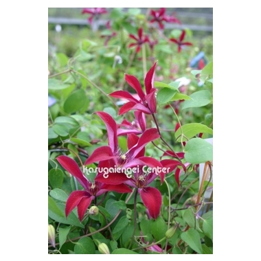 チューリップ咲きクレマチス（テキセンシス系） 商品詳細