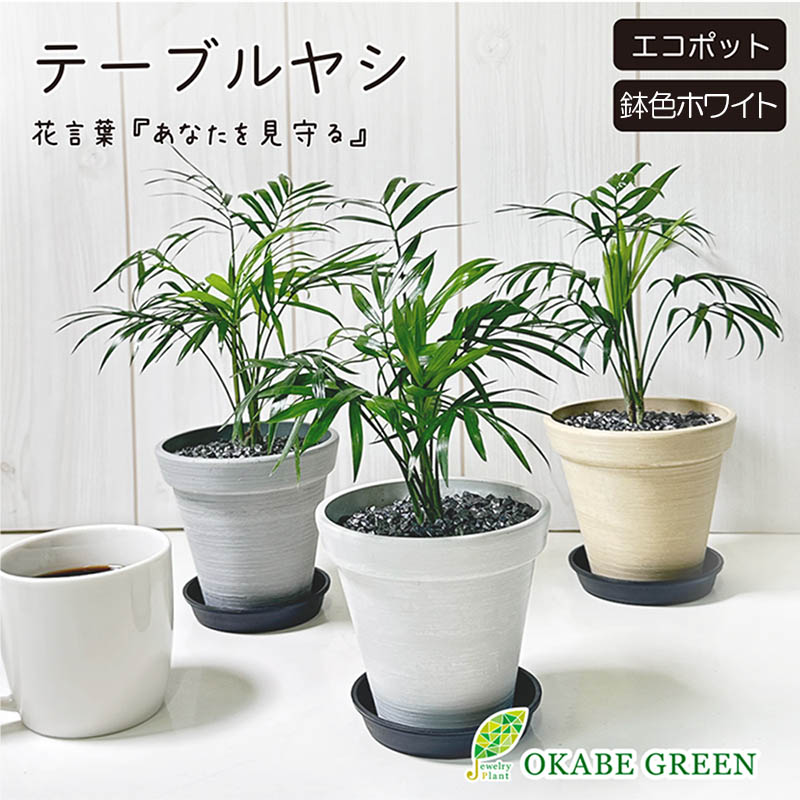 アガベ チタノタ デザイン黒陶器鉢 黒石付｜郵便局のネットショップ