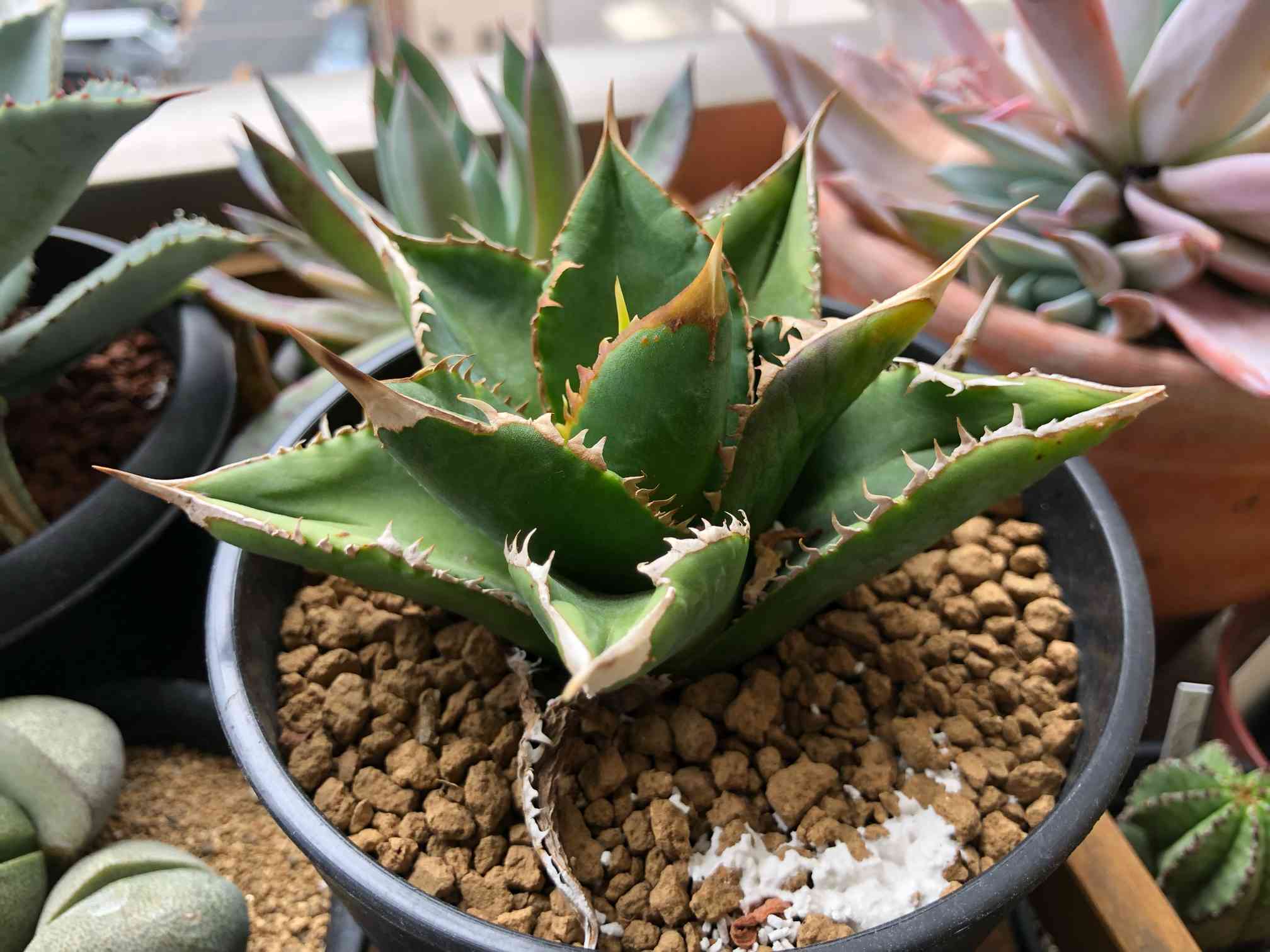 アガベ チタノタのシエラミクスティカ ホワイトソーンズ コンパクタ様