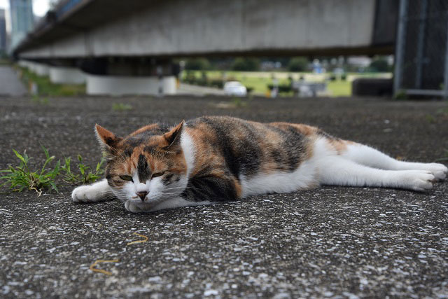 河川敷のネコはどこに帰るのか？ :: デイリーポータルZ