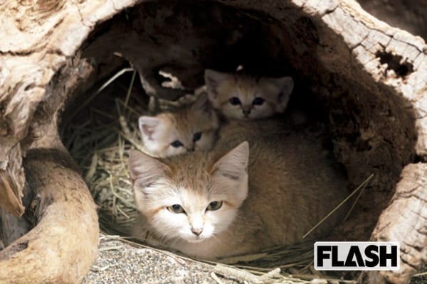 砂漠の天使「スナネコ」日本唯一のかわいすぎる家族をキュン撮 | Smart