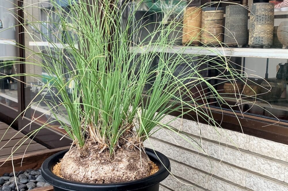 古木好きにもオススメ、メキシコ原産の稀少な強健種「カリバナス