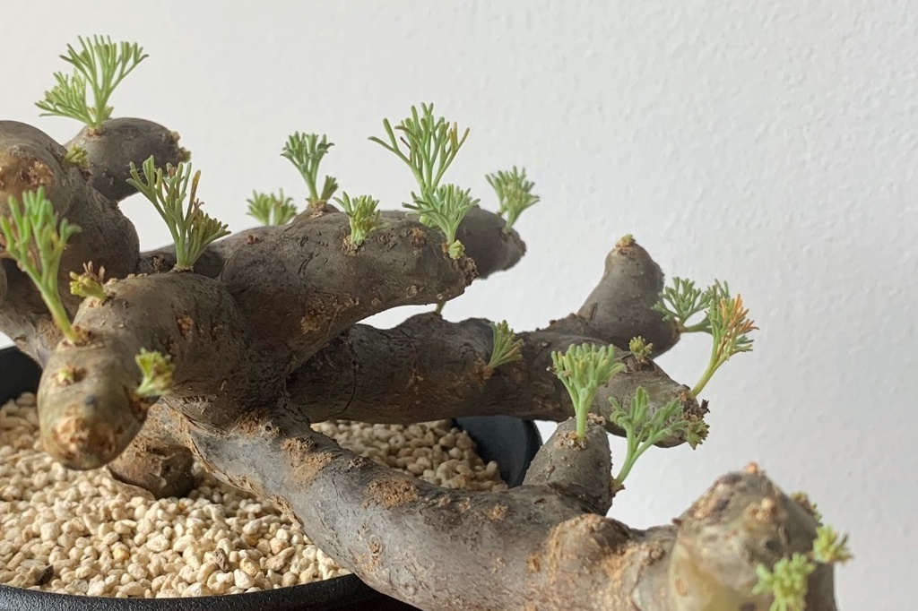 不思議な茎を持つ冬型塊根、モンソニア・ムルチフィダ。 | Dig-it