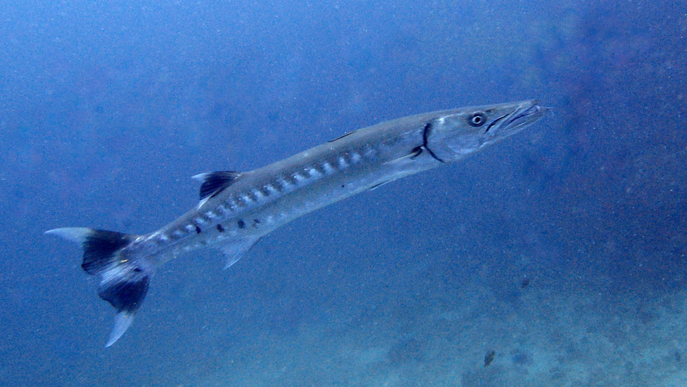 オニカマス | アットプーケット