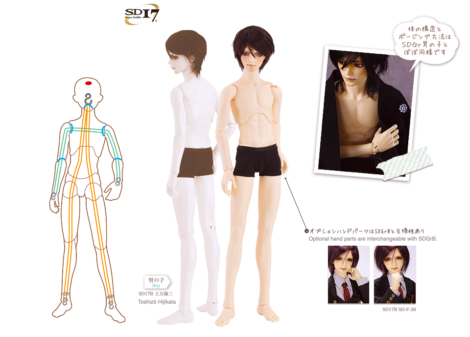 SDボディサイズと種類 | ボークス公式 ドルフィー総合サイト