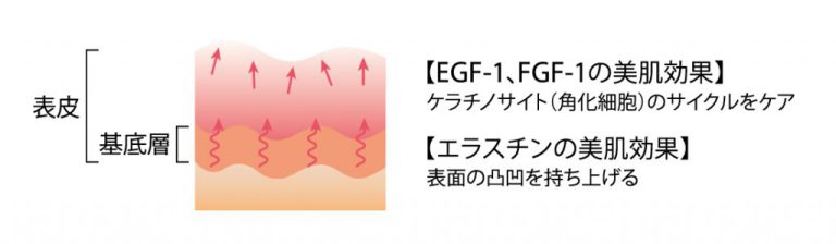 新発売】幹細胞培養液を配合した「ヒューマステメル」シリーズから