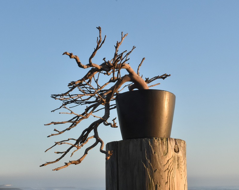 ドライ盆栽【樹知らず】 DRY BONSAI | DRY BONSAI｜ドライ盆栽｜枯れ盆栽