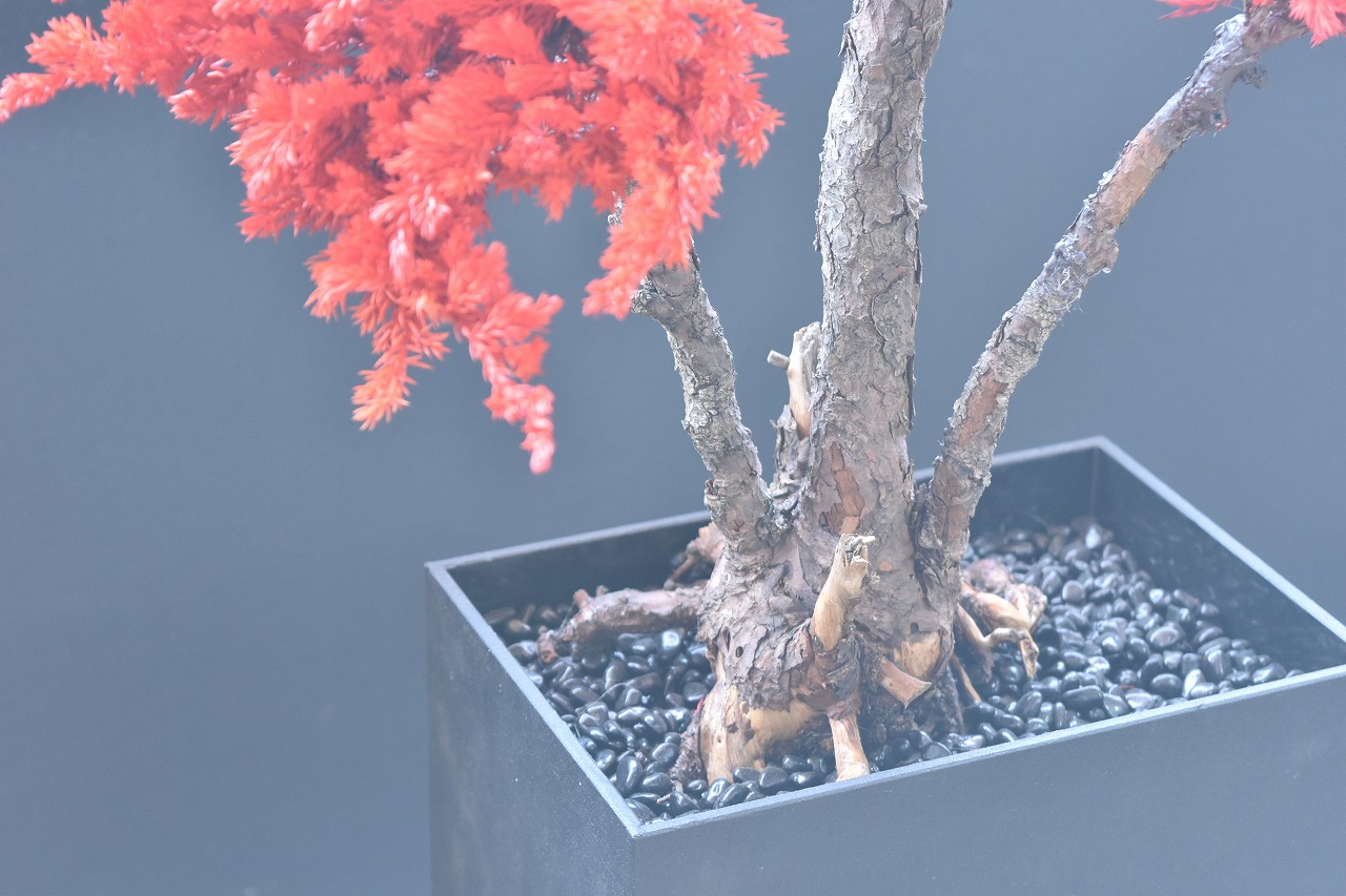 ドライ盆栽【紅】 DRY BONSAI | DRY BONSAI｜ドライ盆栽｜枯れ盆栽