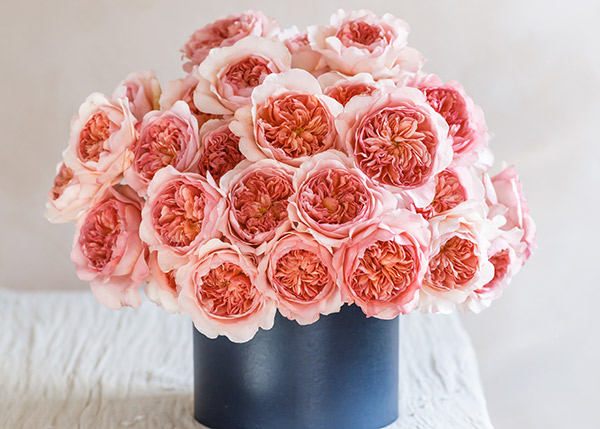 David Austin Launches Two New Wedding Roses - DVFlora Wholesale
