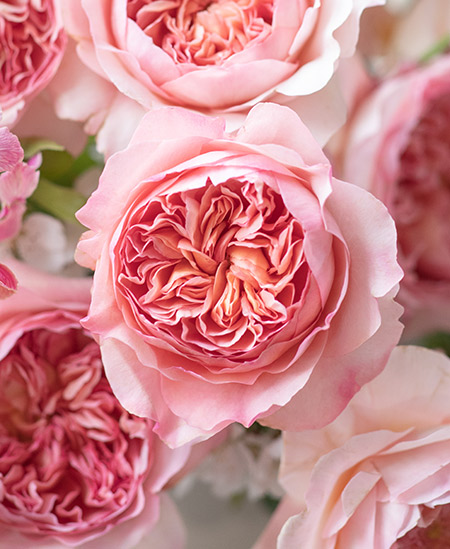 David Austin Launches Two New Wedding Roses - DVFlora Wholesale