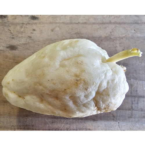 はやとうり（隼人瓜）[漬瓜] - e-種や｜国内最大級の野菜種・花種・苗