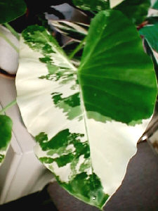 アロカシア斑入り（クワズイモ斑入り）