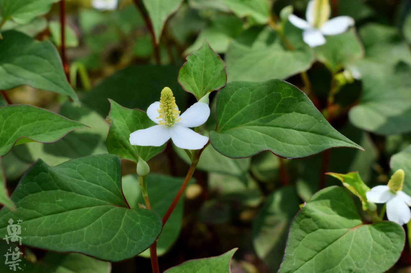 蕺草 [どくだみ] | 原材料 | 商品紹介 | 野草酵素 雪国 [公式ストア]