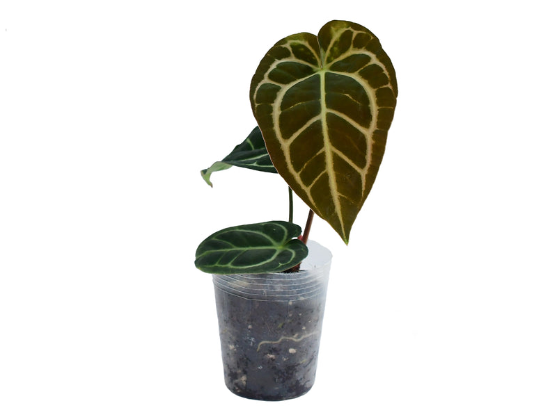 Anthurium carlablackiae — Ecuagenera Orquídeas del Ecuador