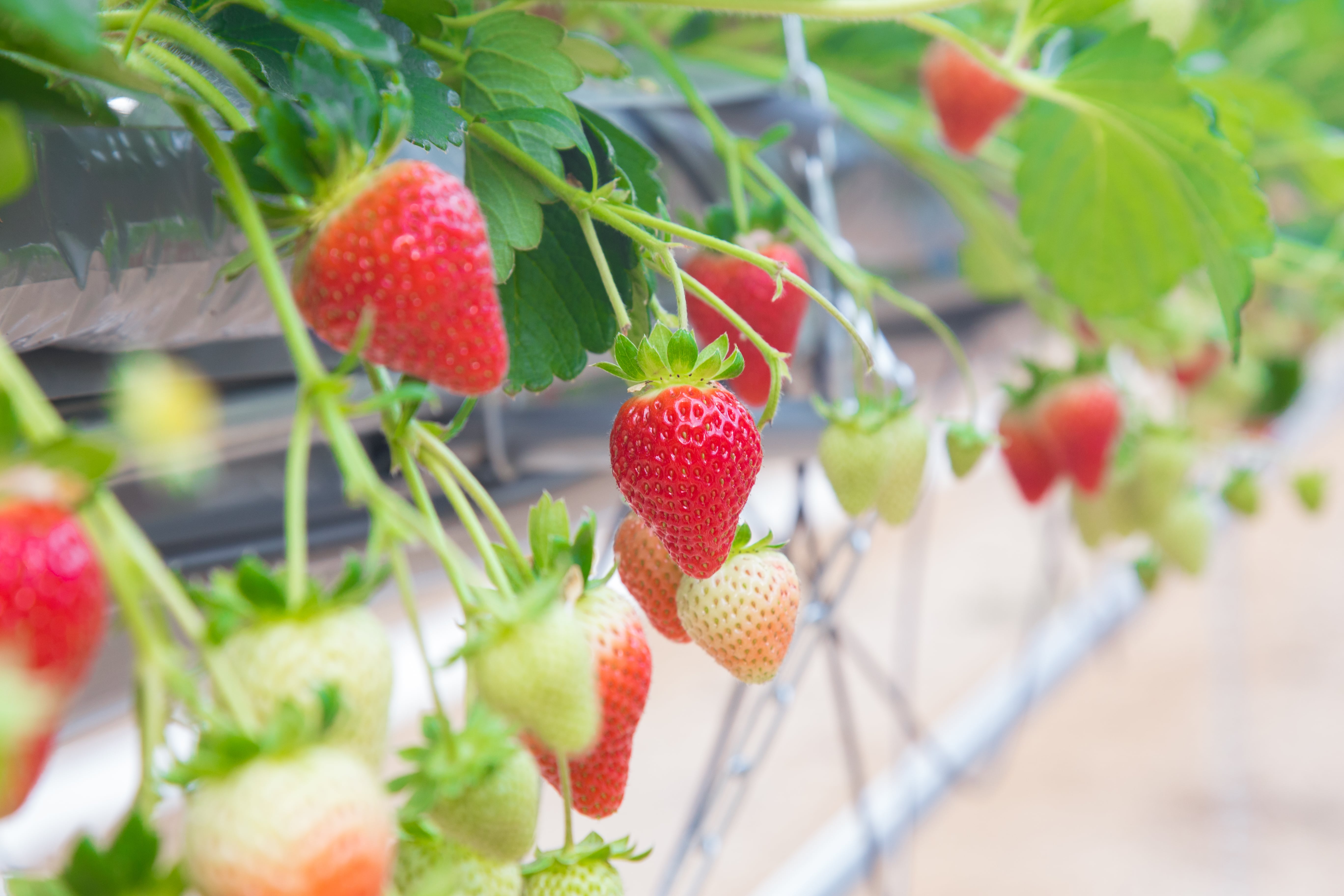 2026年4月発送】岡山県産ブランドいちご〔美作苺〕4P詰合せ 全国