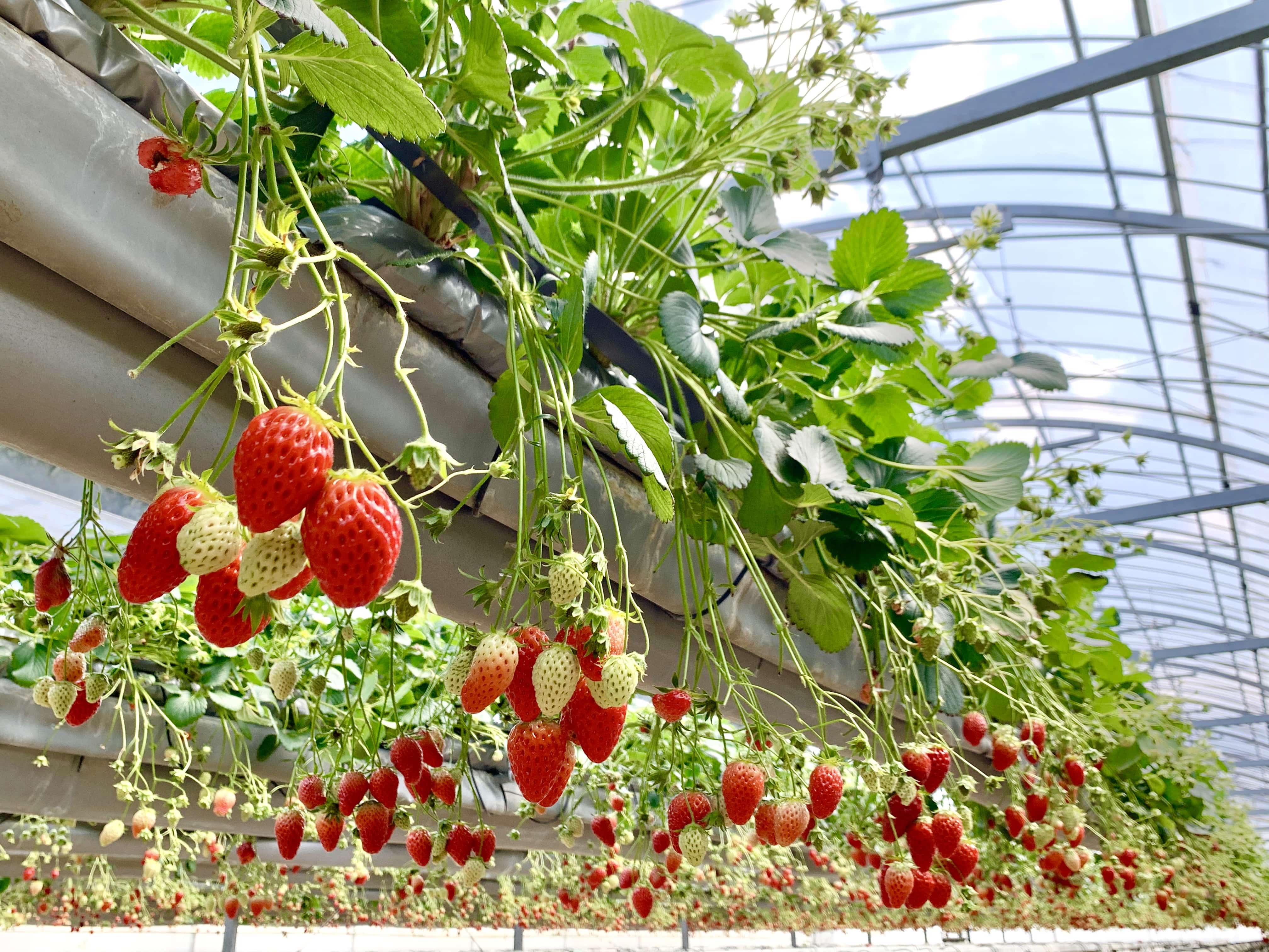 2026年4月発送】岡山県産ブランドいちご〔美作苺〕4P詰合せ 全国