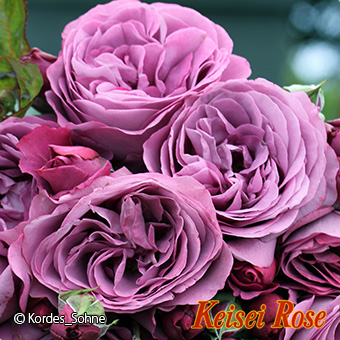 プラム パーフェクト 大苗(4.5号角鉢)｜【京成バラ園】バラの通販