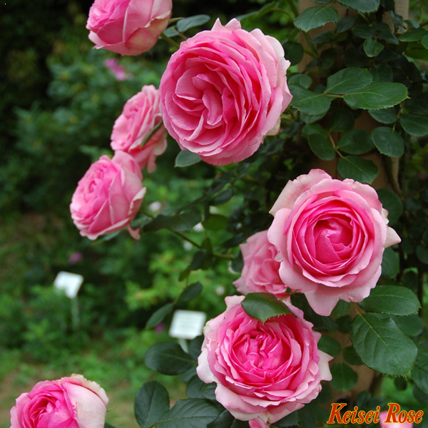 ツル．ヒストリー 長尺｜【京成バラ園】バラの通販